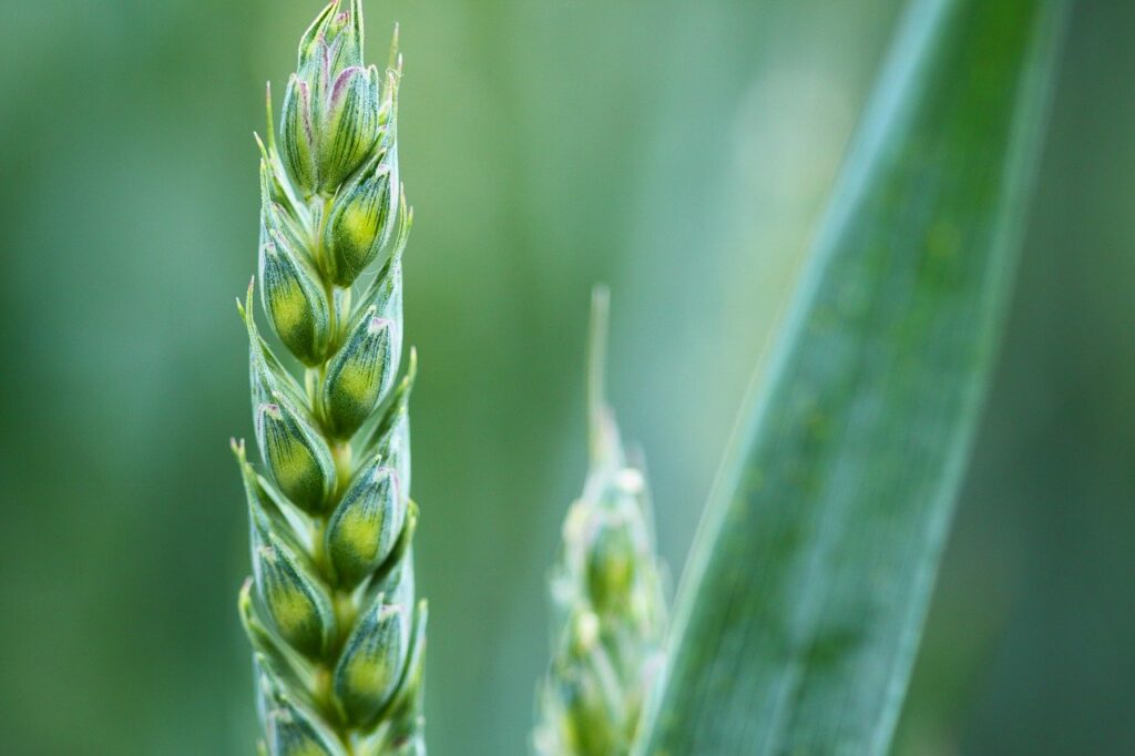 spiga di grano in agricoltura biologica