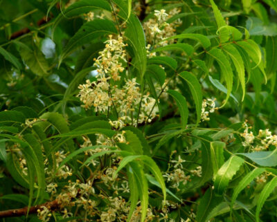 Azadirachta indica